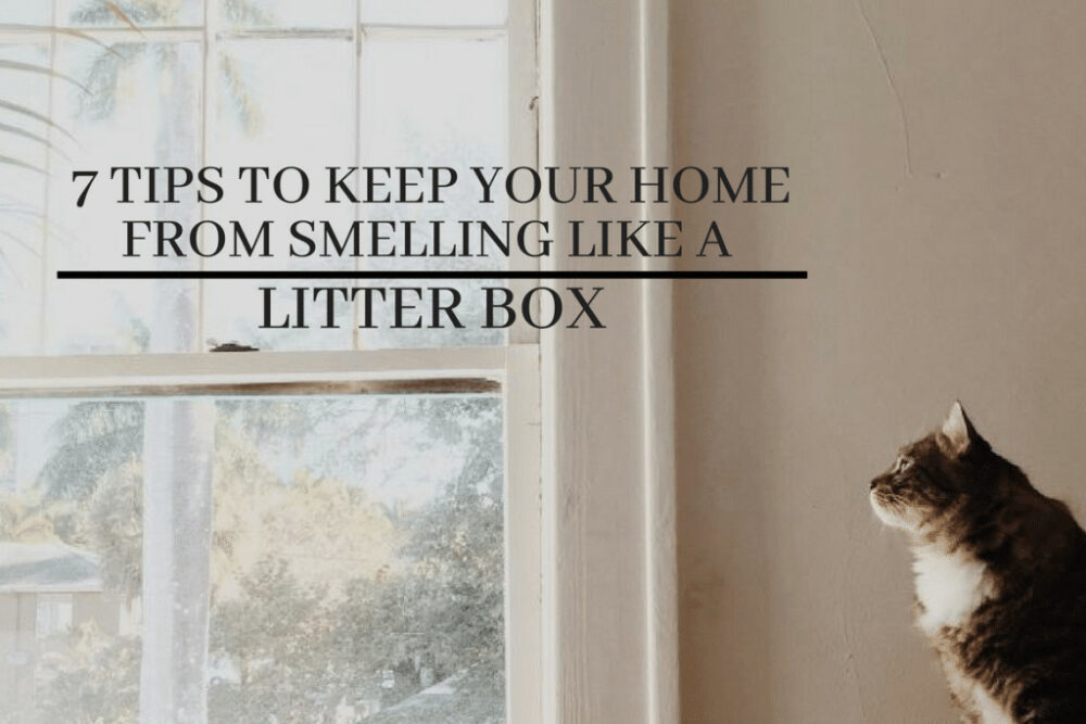 7 Tips to Keep Your Home From Smelling Like A Litter Box