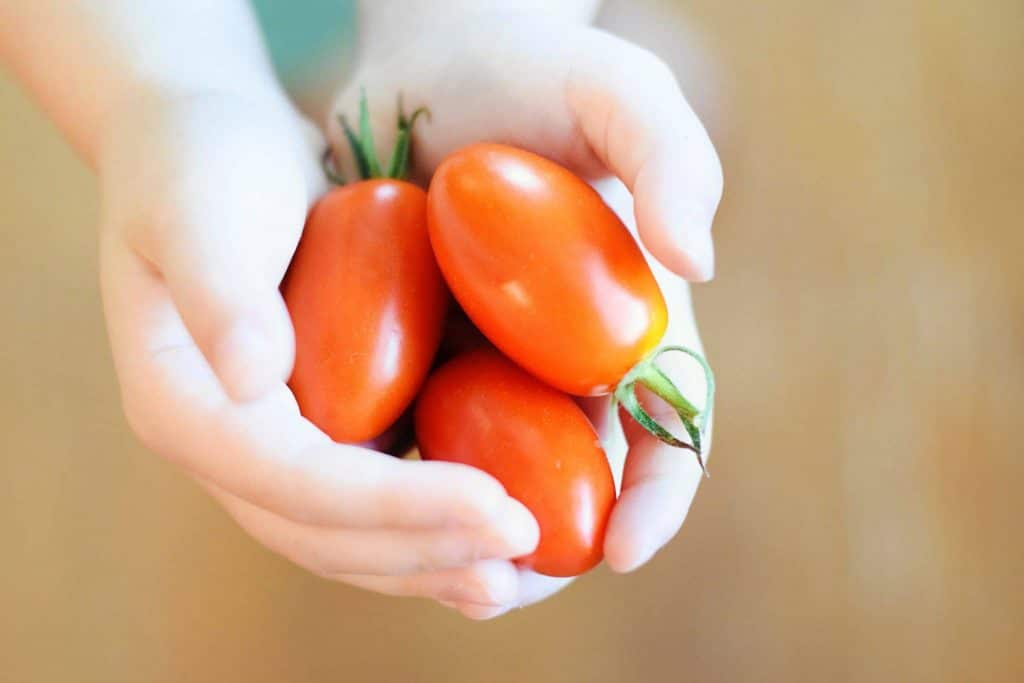 Child or woman hands holding ripe red cherry tomatoes